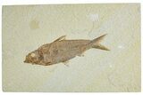 Detailed Fossil Fish (Knightia) - Wyoming #227453-1